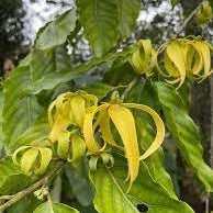 Flower Seeds, Seeds,Seeds For Planting,Plant Seeds