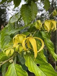 Flower Seeds, Seeds,Seeds For Planting,Plant Seeds