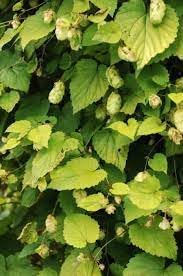 Humulus Lupulus  Flower seeds for Planting - Seasonal Bloomer, Heirloom & GMO Free Seeds for Home Garden, 100pcs