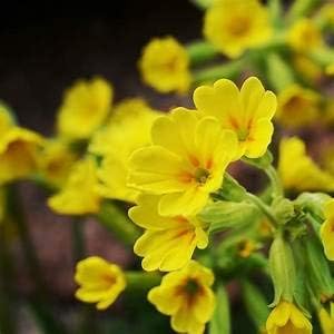 Flower Seeds, Seeds,Seeds For Planting,Plant Seeds