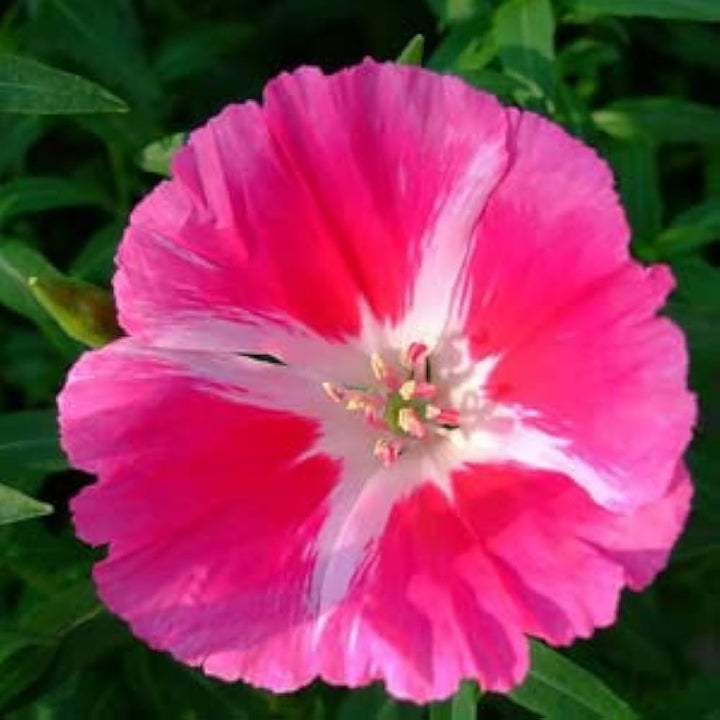 Flower Seeds, Seeds,Seeds For Planting,Plant Seeds
