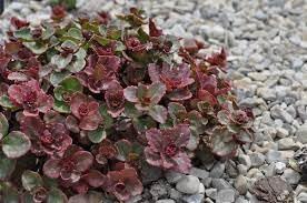 Flower Seeds, Seeds,Seeds For Planting,Plant Seeds