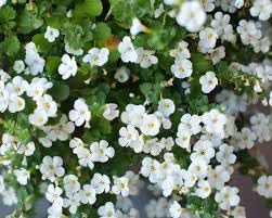 Flower Seeds, Seeds,Seeds For Planting,Plant Seeds
