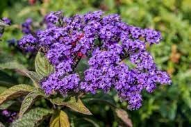Flower Seeds, Seeds,Seeds For Planting,Plant Seeds