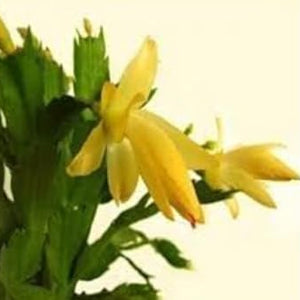 Flower Seeds, Seeds,Seeds For Planting,Plant Seeds