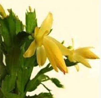 Flower Seeds, Seeds,Seeds For Planting,Plant Seeds
