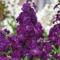 Flower Seeds, Seeds,Seeds For Planting,Plant Seeds