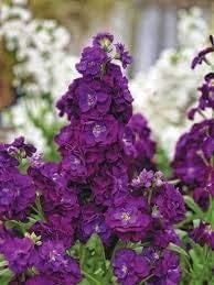 Flower Seeds, Seeds,Seeds For Planting,Plant Seeds