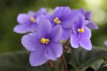 Flower Seeds, Seeds,Seeds For Planting,Plant Seeds