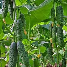 Vegetable Seeds,Garden seeds, Seeds For Planting,Plant Seeds
