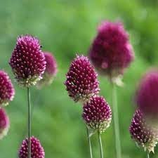 Sphaerocephalon Flower Seeds for Planting – Drumstick Allium, Heirloom Non-GMO Organic Garden Seeds