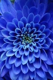 Flower Seeds, Seeds,Seeds For Planting,Plant Seeds