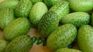 Vegetable Seeds,Garden seeds, Seeds For Planting,Plant Seeds