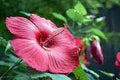 Burgundy Hibiscus Flower Seeds for Planting – Heirloom, Non-GMO, High Germination Organic Garden Seeds