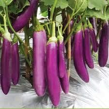 Vegetable Seeds,Garden seeds, Seeds For Planting,Plant Seeds