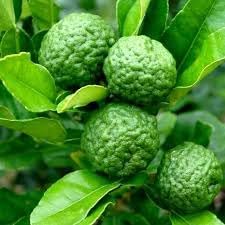Fruit Seeds,Garden seeds, Seeds For Planting,Plant Seeds