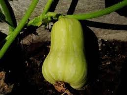 Vegetable Seeds,Garden seeds, Seeds For Planting,Plant Seeds