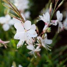 Flower Seeds, Seeds,Seeds For Planting,Plant Seeds