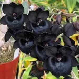 Flower Seeds, Seeds,Seeds For Planting,Plant Seeds