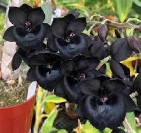 Flower Seeds, Seeds,Seeds For Planting,Plant Seeds