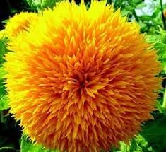Flower Seeds, Seeds,Seeds For Planting,Plant Seeds