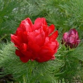 Flower Seeds, Seeds,Seeds For Planting,Plant Seeds