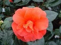 Light Orange Camellia Flower Seeds for Planting – Heirloom, Non-GMO Seasonal Bloomer Organic Garden Seeds