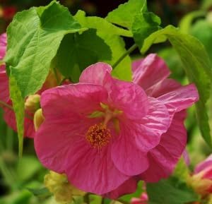 Flower Seeds, Seeds,Seeds For Planting,Plant Seeds
