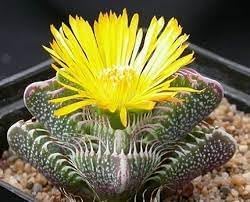 Echter Tigerrachen Flower Seeds for Planting – Heirloom, Non-GMO, High Germination Organic Garden Seeds