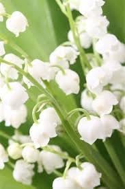 Flower Seeds, Seeds,Seeds For Planting,Plant Seeds