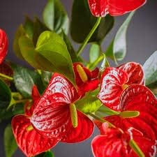 Flower Seeds, Seeds,Seeds For Planting,Plant Seeds