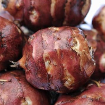 Vegetable Seeds,Garden seeds, Seeds For Planting,Plant Seeds