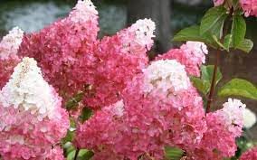 Fruit Seeds,Garden seeds, Seeds For Planting,Plant Seeds