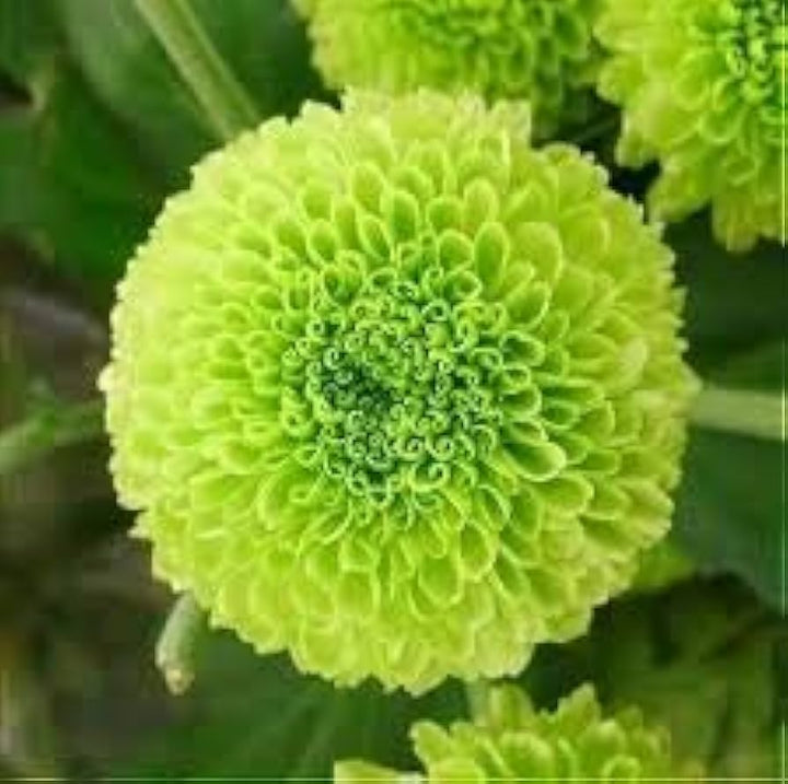 Green Dahlia Flower Seeds for Planting – Heirloom, Non-GMO, Compact Growth Organic Garden Seeds