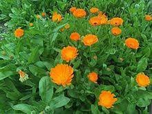 Calendula Officinalis Flower Seeds for Planting – Heirloom & Non-GMO Medicinal and Edible Garden Blooms