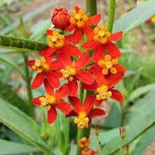 Asclepias Curassavica Flower Seeds for Planting – Vibrant Tropical Milkweed