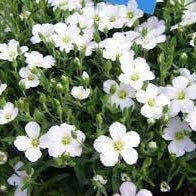 Flower Seeds, Seeds,Seeds For Planting,Plant Seeds