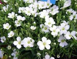 Flower Seeds, Seeds,Seeds For Planting,Plant Seeds