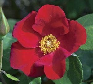 Flower Seeds, Seeds,Seeds For Planting,Plant Seeds