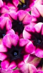 Flower Seeds, Seeds,Seeds For Planting,Plant Seeds