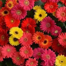 Flower Seeds, Seeds,Seeds For Planting,Plant Seeds
