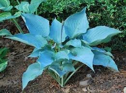 Flower Seeds, Seeds,Seeds For Planting,Plant Seeds