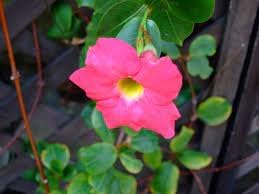Flower Seeds, Seeds,Seeds For Planting,Plant Seeds