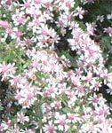 Flower Seeds, Seeds,Seeds For Planting,Plant Seeds