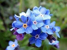 Flower Seeds, Seeds,Seeds For Planting,Plant Seeds