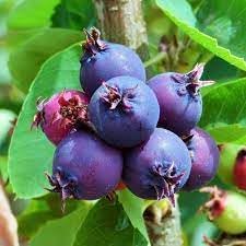 Fruit Seeds,Garden seeds, Seeds For Planting,Plant Seeds