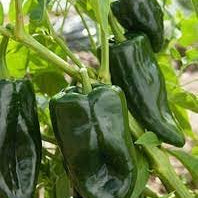 Vegetable Seeds,Garden seeds, Seeds For Planting,Plant Seeds