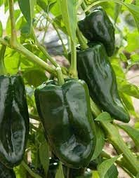 Vegetable Seeds,Garden seeds, Seeds For Planting,Plant Seeds