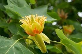 Flower Seeds, Seeds,Seeds For Planting,Plant Seeds