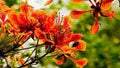 Phoenix Flower Seeds for Planting – Heirloom, Non-GMO, High Germination Organic Garden Wildflower Mix